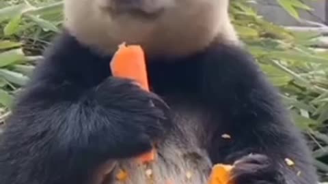 Giant panda snacking on some carrots. Is this the cute