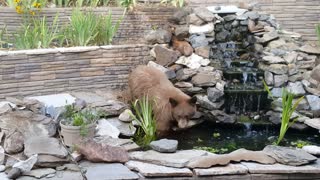 Bear Takes a Dip in Koi Pond