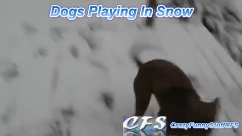 "funny dog's" Dog's playing in snow