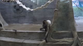 Spider Monkey at the Milwaukee County Zoo