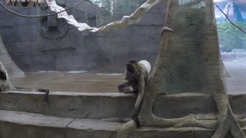 Spider Monkey at the Milwaukee County Zoo