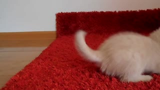 Yellow Kitten VS Red Toy