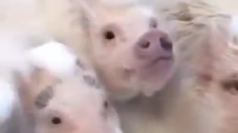 bathing piglets with foam