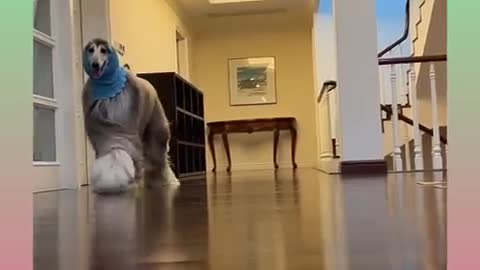 Funny and Cute Dog Video Compilation_29 _#short