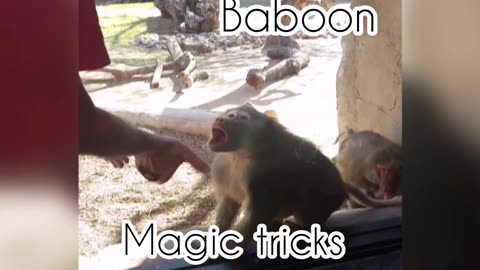Baboon is amazed by magic tricks.