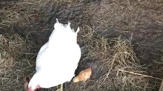 Mama Hen and her 2 baby chicks