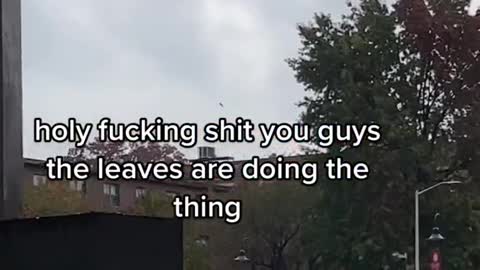 holy fucking shit you guys the leaves are doing the thinge