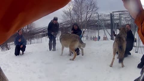 Wolf Visit at Polar Park in Norway