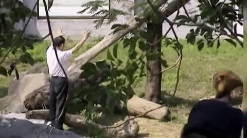 Crazy Man Entered The Lions Cage in Taipei Zoo Horrible