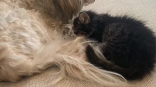 So Sweet! Cute Dog and Newborn Kitten Cuddle Together