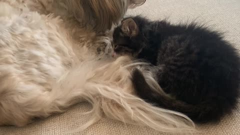 So Sweet! Cute Dog and Newborn Kitten Cuddle Together