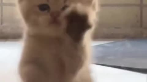 FUNNY CUTE CAT