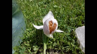 Evening Music of the Showy Lady Slipper Flower June 2020