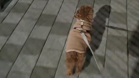 a cute puppy taking a walk in the evening