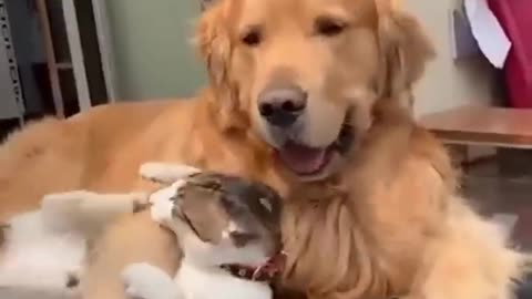 Dogs and cats friendship