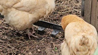 OMC! Two hens hoping that I will give them a treat!