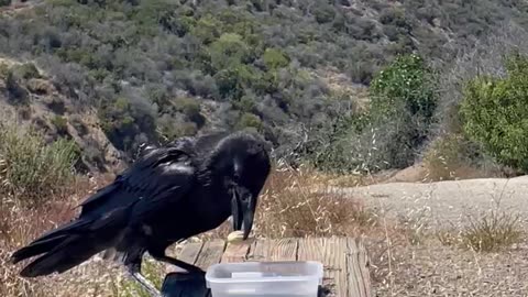 Raven drinking and rinsing his peanut