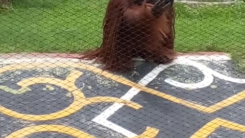 Orangutan hilariusly asks for food from zoo visitor