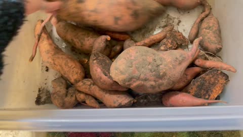 Organic DIY gardening - my huge sweet potato
