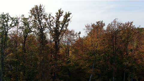 Landing with the drone in the forest near the city