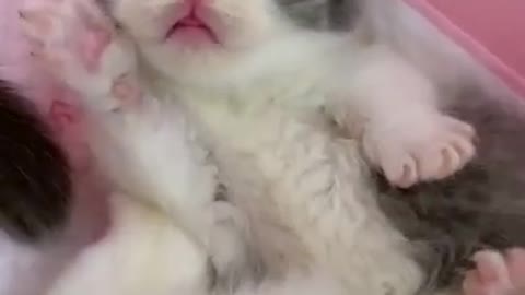 CHINA FUNNY CUTE BABY CAT VIDEO 2021