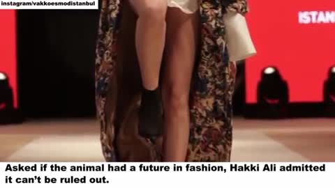 Cat Invades Fashion Show And Teaches Models How To Walk The Real Catwalk