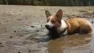 Corgi Puppy Plays In Mud Puddle