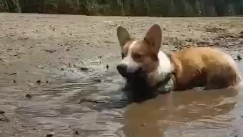 Corgi Puppy Plays In Mud Puddle