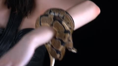 Snake short video | 🐍 🐍🐍🐍🐍 video