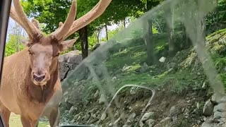 Elk Gets a Drive-By Snack