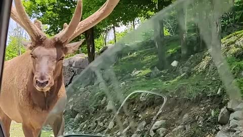 Elk Gets a Drive-By Snack
