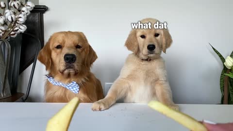 dogs reviews food with baby puppy