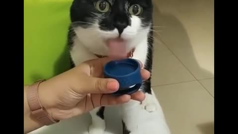 Funny Cats laugh and cry