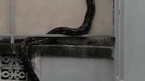 Huge Snake Slithers Up A Wall In Hair-Raising Video | #Shorts | Snake Videos | Snake | CNN News18