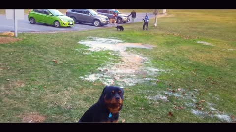 1-Year Old Rottweiler, Ira! Not Good with Duration nor Distractions! Rottweiler Trainers Virginia