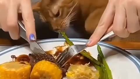 cat eating real or fake vegetables