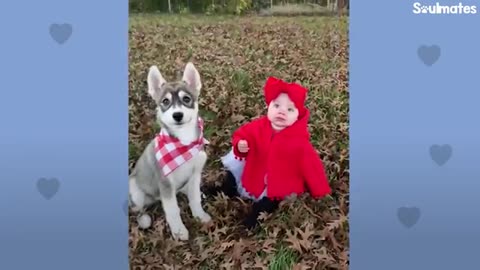 Baby Husky Grows Up With Baby Girl And They Do Everything Together | The Dodo Soulmates