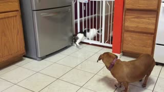 Big cat squeezes through baby gate