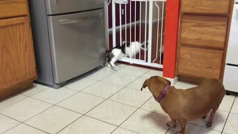 Big cat squeezes through baby gate
