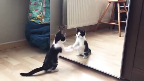 Funny little cute cat dancing in front of the mirror
