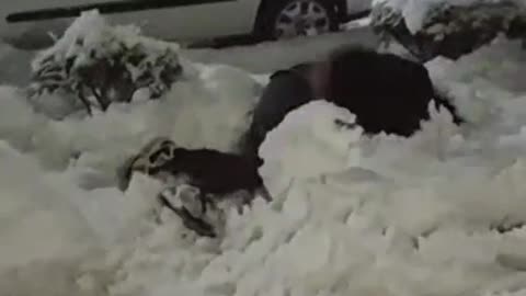 Dude lays out snowman during quarantine snowfall