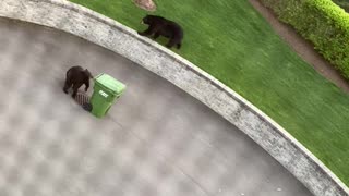 Bear Discovers Meals on Wheels