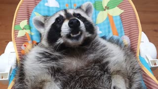 Raccoon lies in the baby bed and chews gum before going to bed.