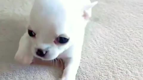 The Contradiction of Cuteness: Exploring the Fierce Charm of an Angry White Puppy"