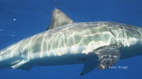 America's Shark Boat Guadalupe Island