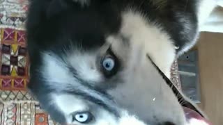 Black white husky greets man in front door