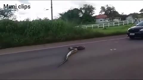 A Giant Snake Crossing The Road Causing Traffic