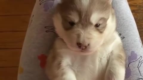 Cute Husky Puppy Throws Tantrum