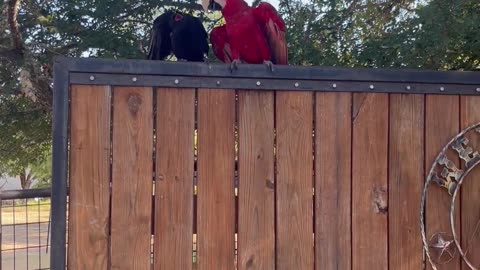 Juvenile Crows Hang Out With Scarlet Macaw