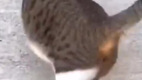 Funny animal video😼😼 funny walk cute cats😽